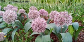 Allium karataviense Karatau lauk taimena